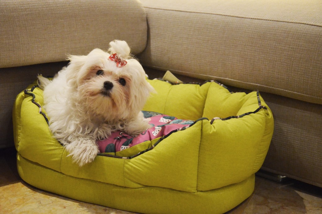 pretty small Maltese dog sitting on Ferplast Fiore cactus model dog bed