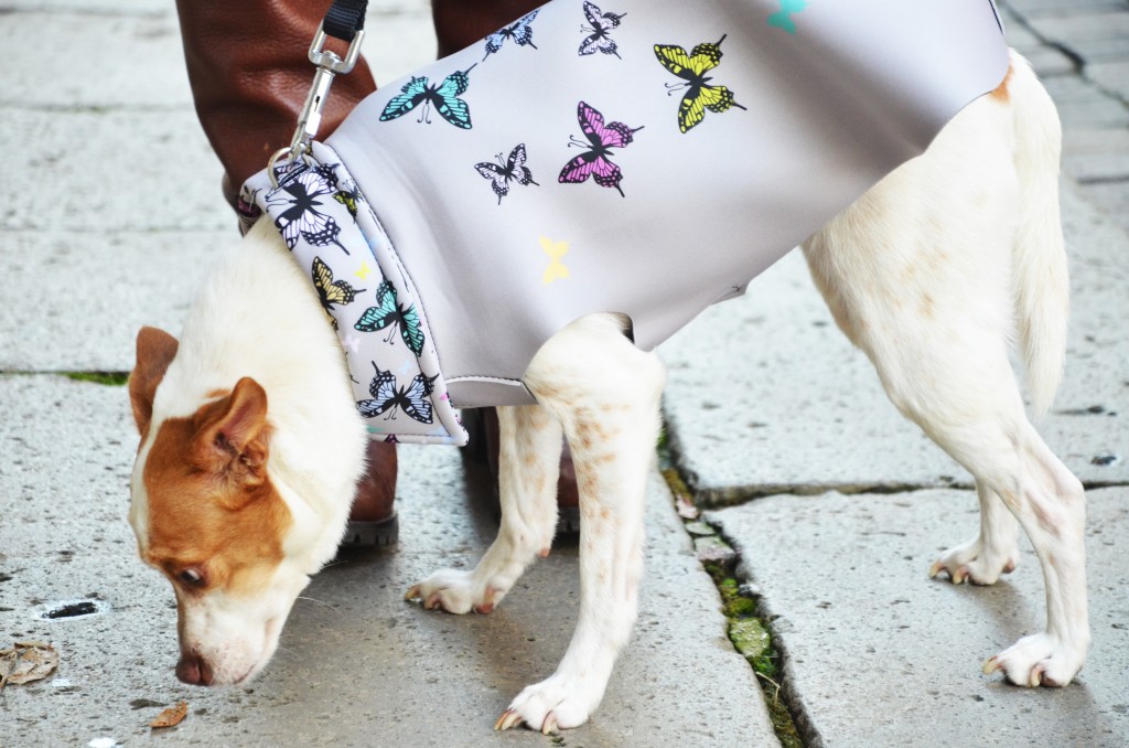 coat for dogs with a coloured butterfly print