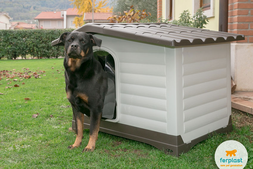 Rottweiler dog inside Ferplast Dogvilla model plastic kennel