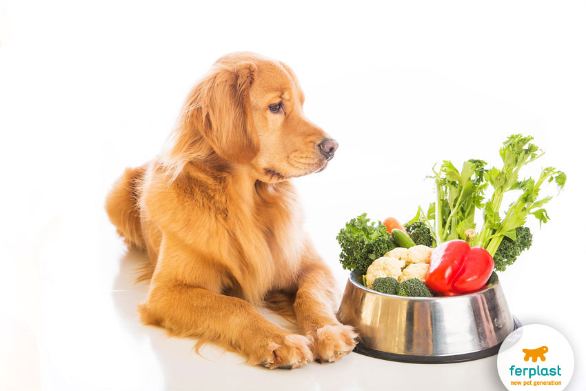 Golden Retriever cão e tigela cheia de vegetais