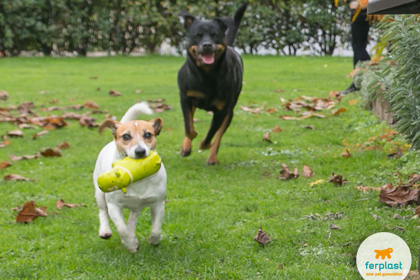 Jack Russell e Rottweiler cães brincam juntos