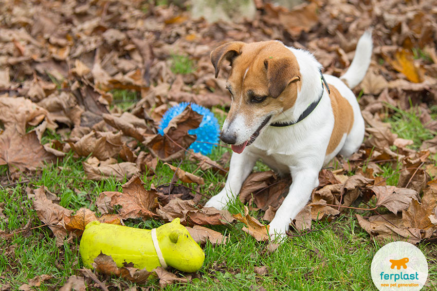 um jack russell cão brinca com um brinquedo da Ferplast