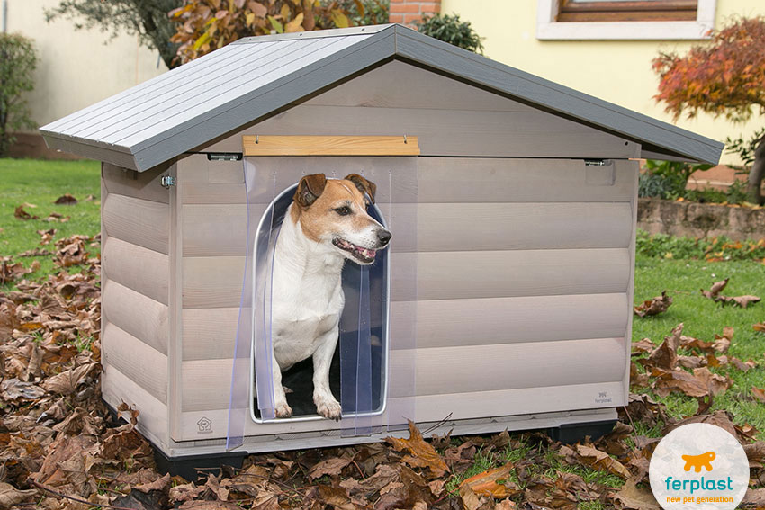 Jack Russell cão em uma casinha de madeira