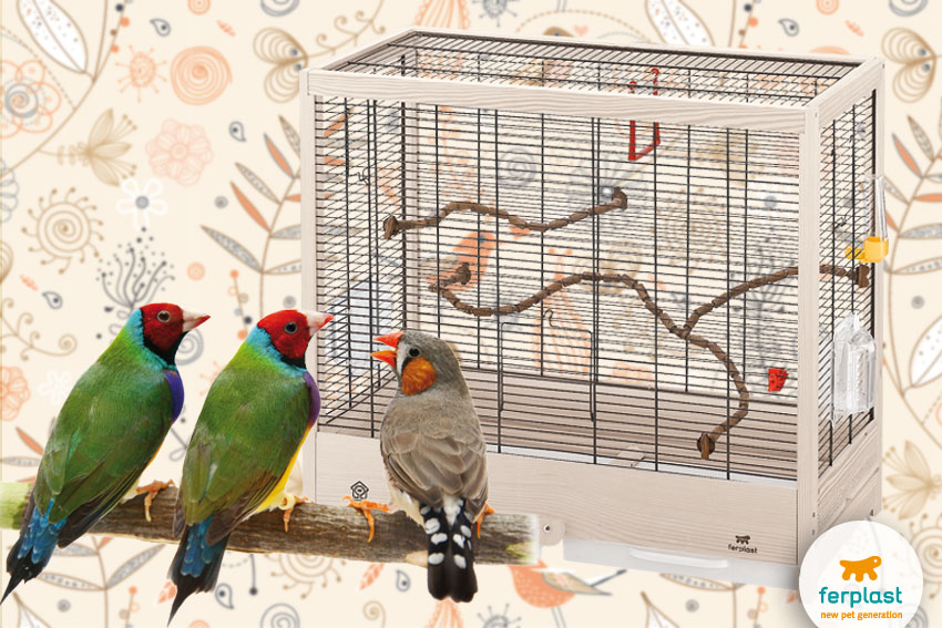zebra and goulden finches with ferplast's giulietta wooden cage
