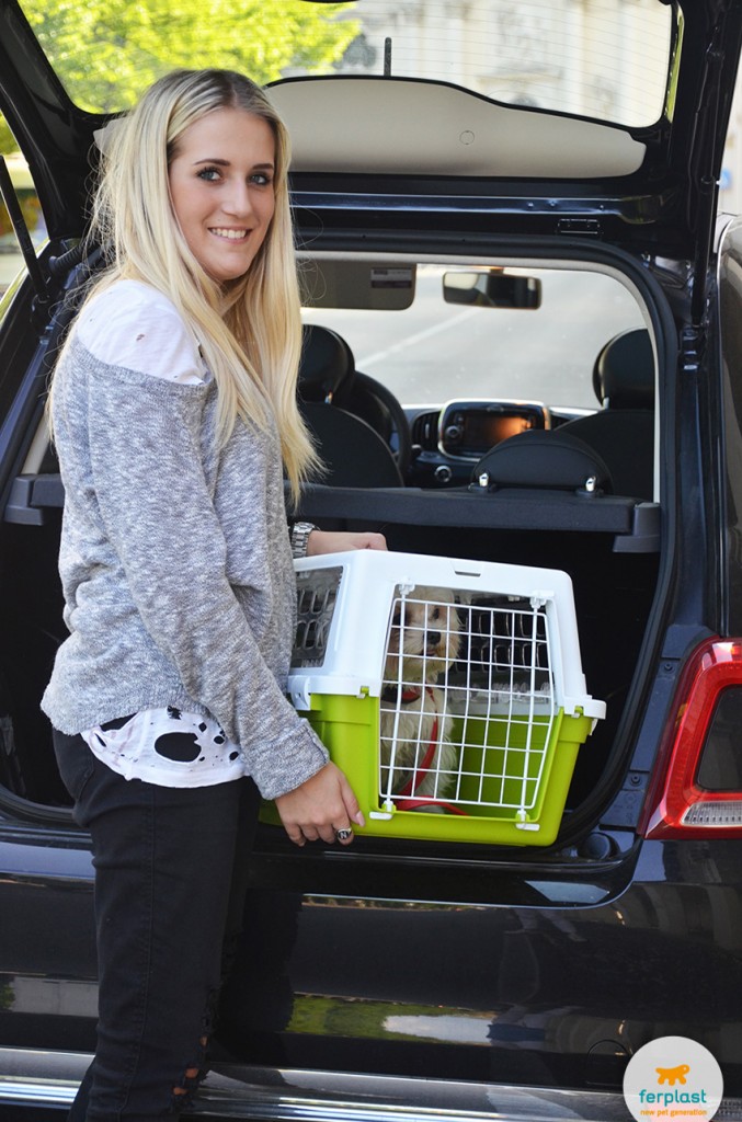 transportar seu cão no carro