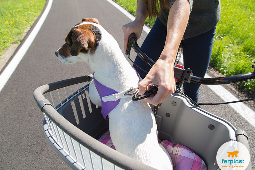 bike carrier for dogs atlas bike by ferplast with safety belt
