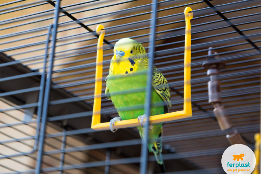 cute green parakeet playing on a swing