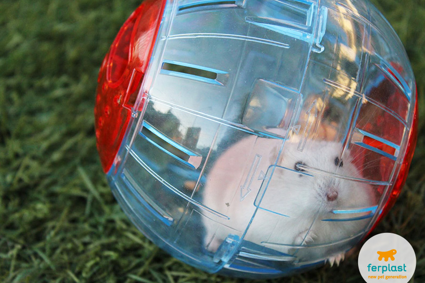 hamster exercise plastic ball