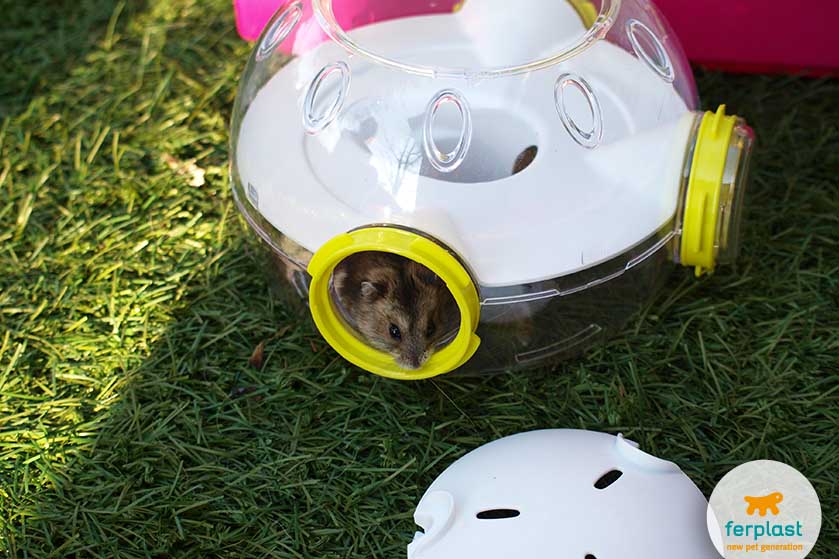 Habitat modular para hamsters