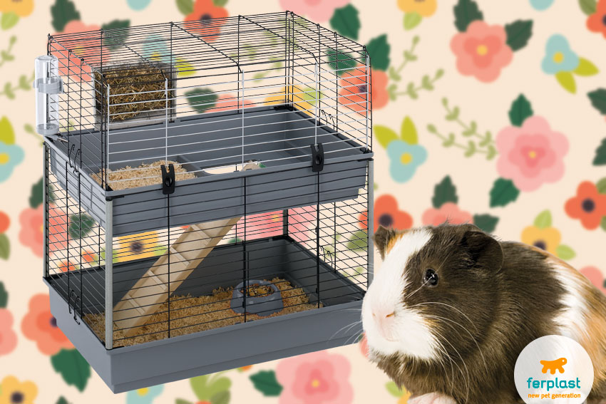cage for guinea pigs with two floors by ferplast
