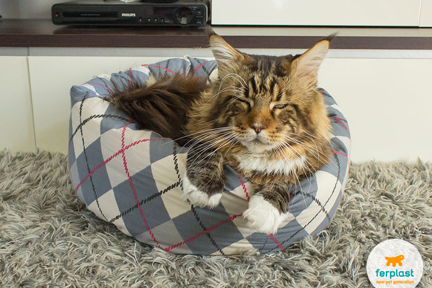 lovely maine coon cat in his bed