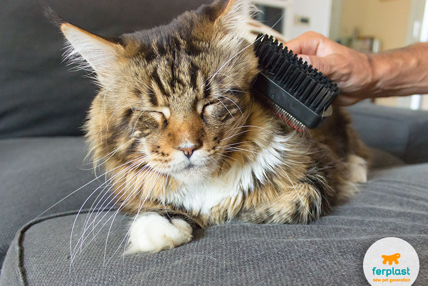 maine coon cat grooming 