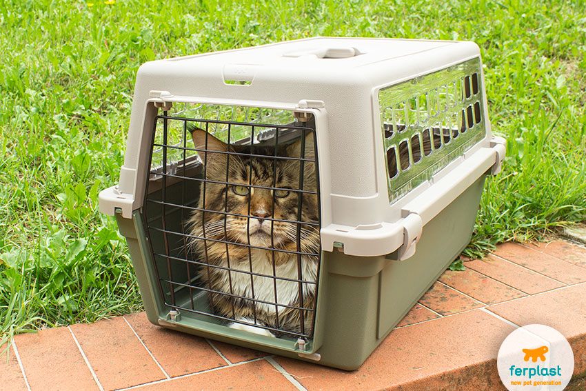 caixa de transporte para gatos grandes