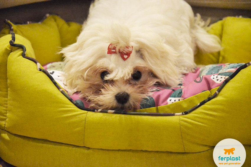 adorable maltese dog on his bed