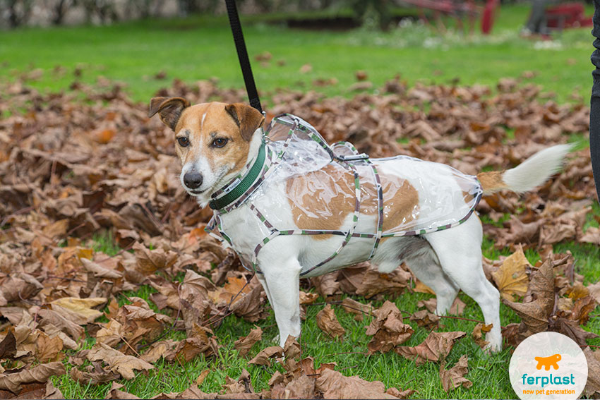 cute jack russell with trendy raincoat