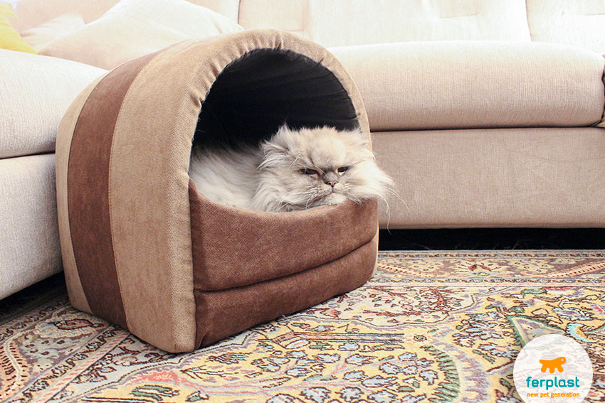 ferplast's cat home with a lazy persian chinchilla cat