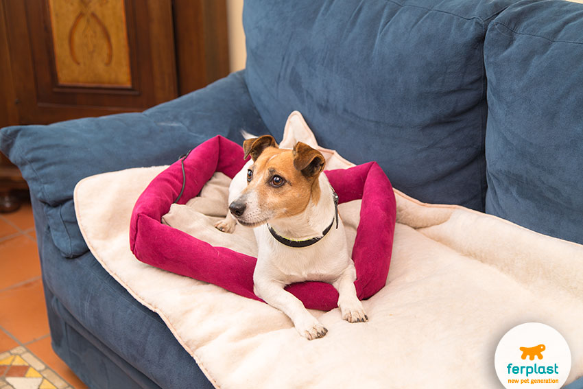 heating beds for dogs