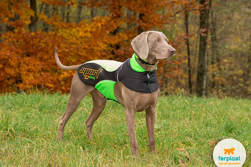 cane di razza weimaraner con cappottino sportivo