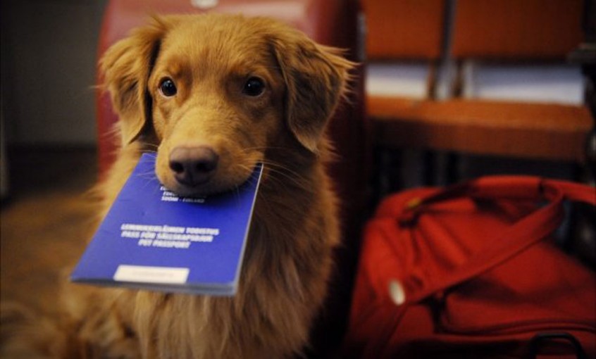 the-new-pet-passport-love-ferplast