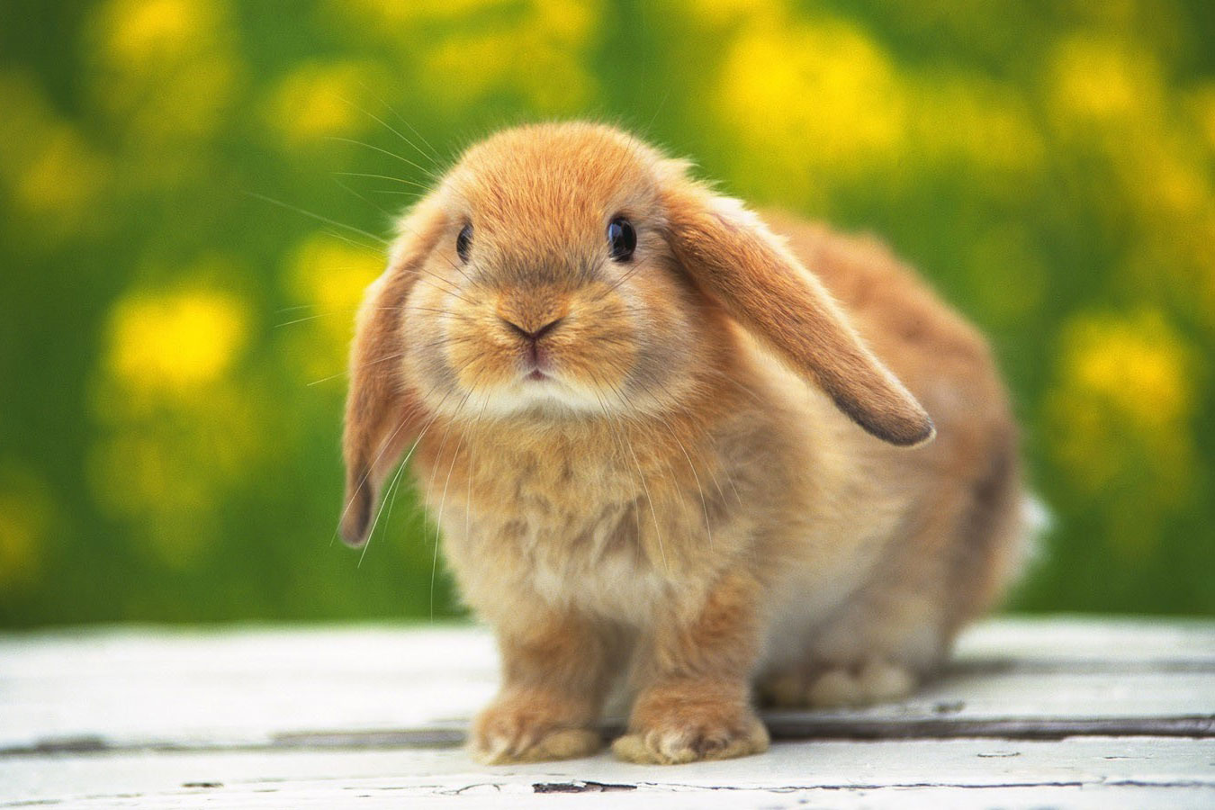 Rabbit coniglietto