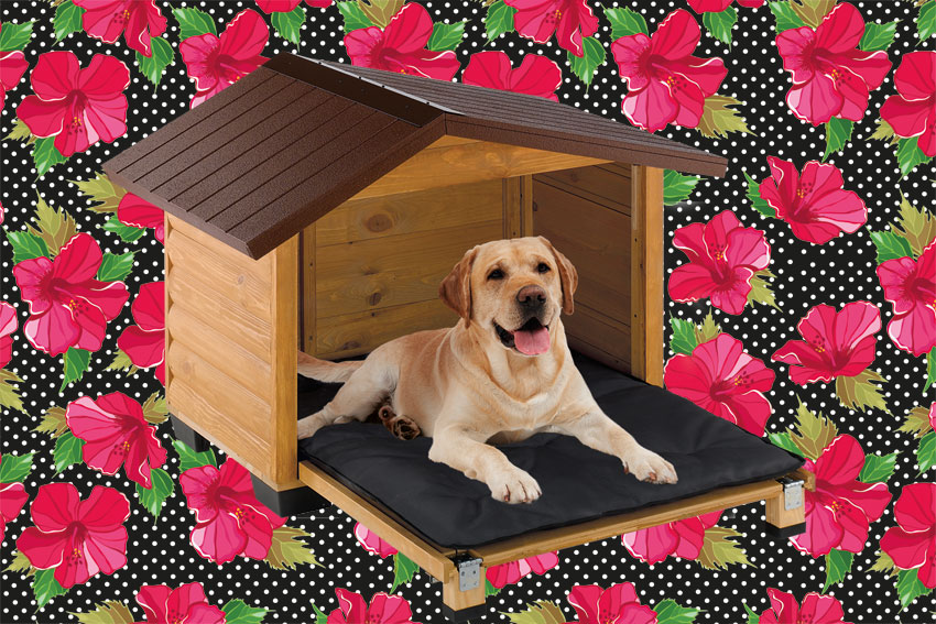 Plastic Dog Houses vs Wooden Dog Houses: Which is Better?