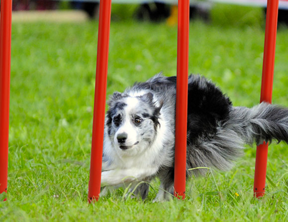 Giochi Per Cani e Agility Dog - Animal House Italia