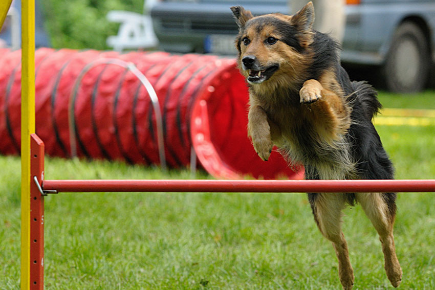 DOG AGILITY AT YOUR HOME - LOVE FERPLAST