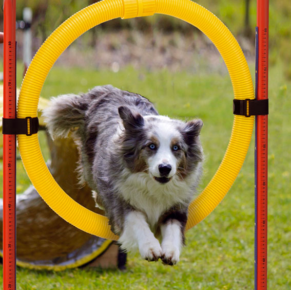 Giochi e Agility Dog