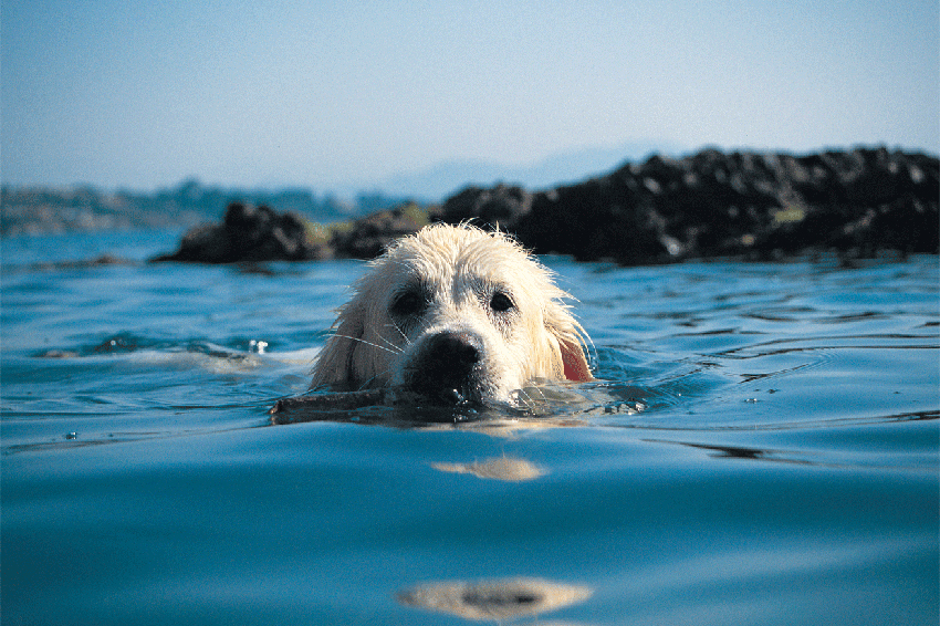 should i let my dog swim in the ocean