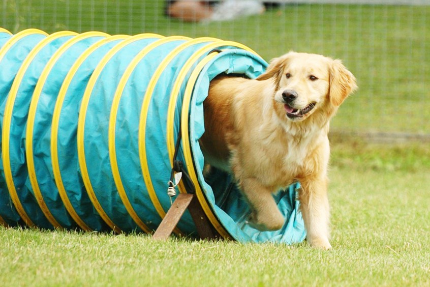 DOG AGILITY, THE SPORT WITH 6 LEGS LOVE FERPLAST