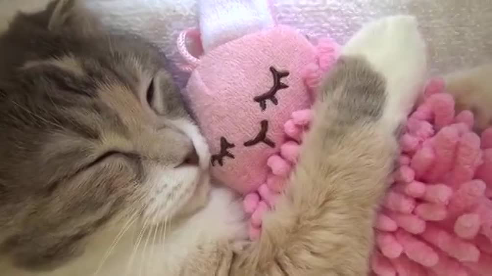 Стерилизованная кошка носит в зубах игрушку и мяучит