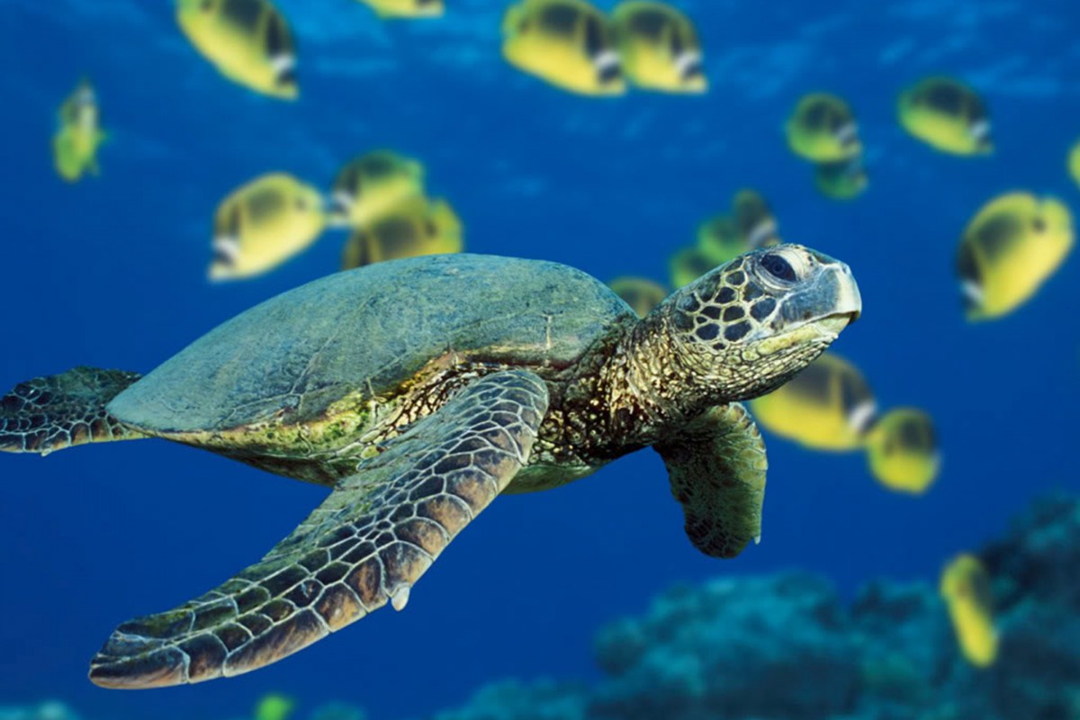 adopting-a-water-turtle-love-ferplast