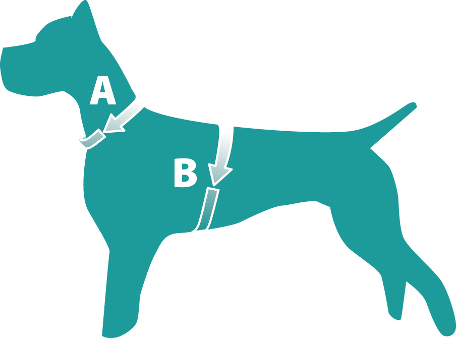 Guida alla misurazione del cane per collari e pettorine