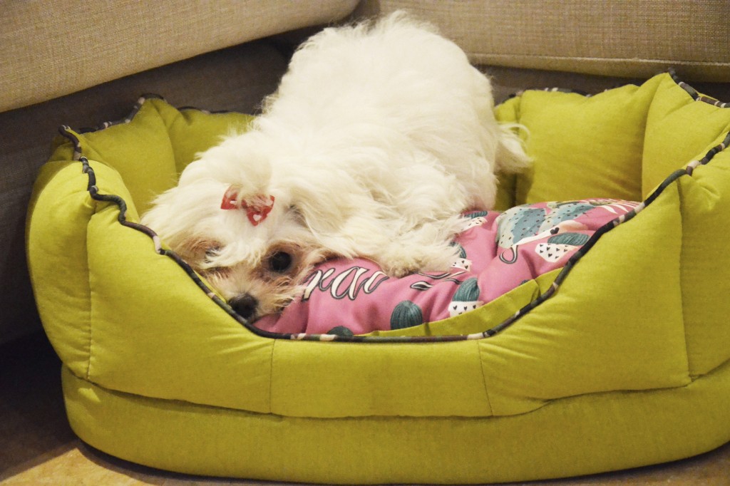 pretty small Maltese dog hiding on a Ferplast Fiore model dog bed