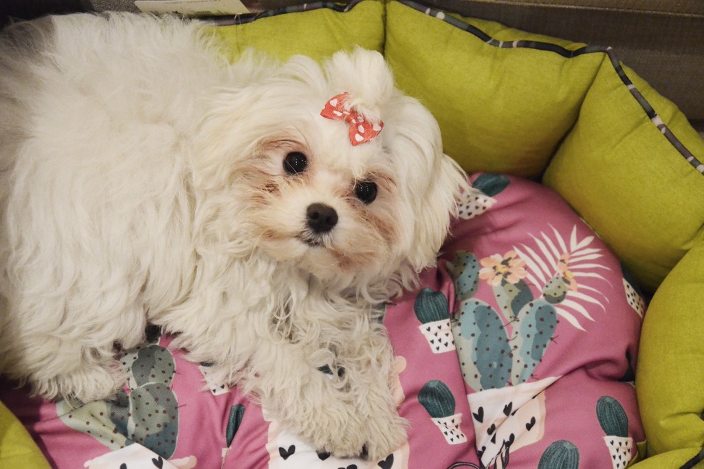 maltese dog on ferplast fiore cactus model dog bed