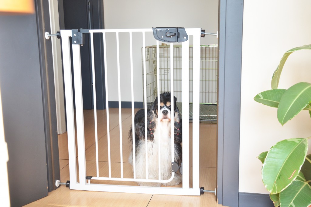 Dividere gli spazi in casa: prova i migliori Cancelletti per cani - LOVE  FERPLAST