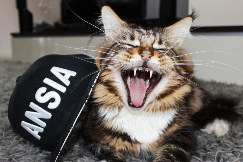 gatos e estresse : Maine Coon cat yawning