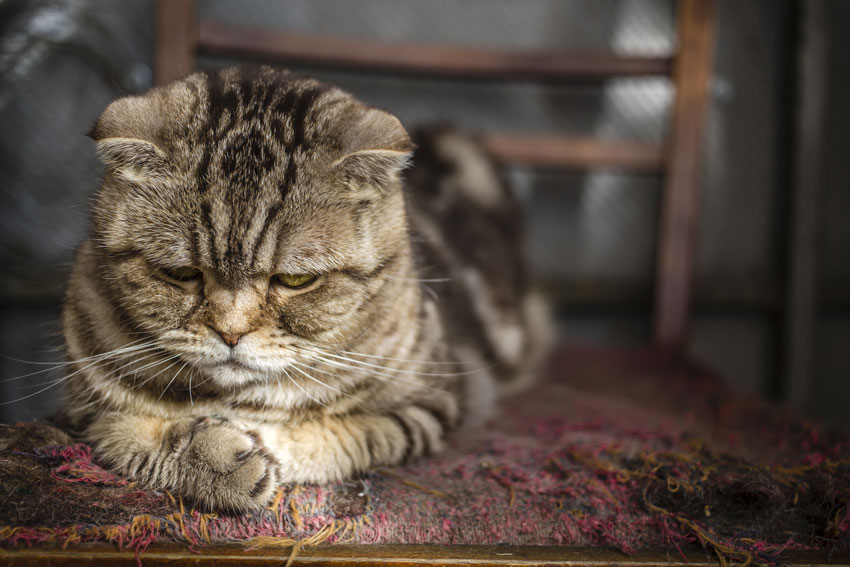 gatto con sguardo imbronciato sopra tappeto rovinato