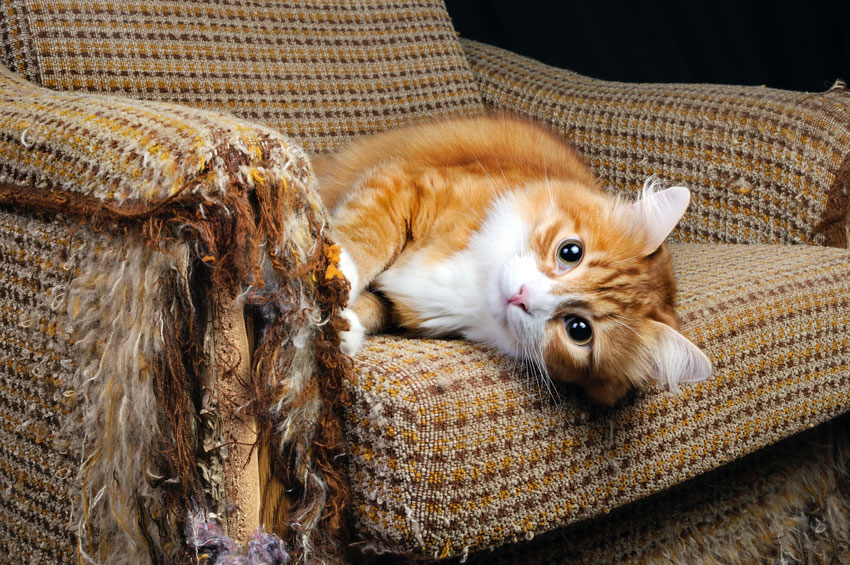 Como RELAXAR um GATO ESTRESSADO 🐱 Reduza o Estresse em Gatos! 