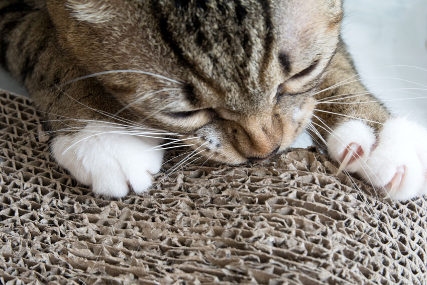 cat scratching a cardboard surface