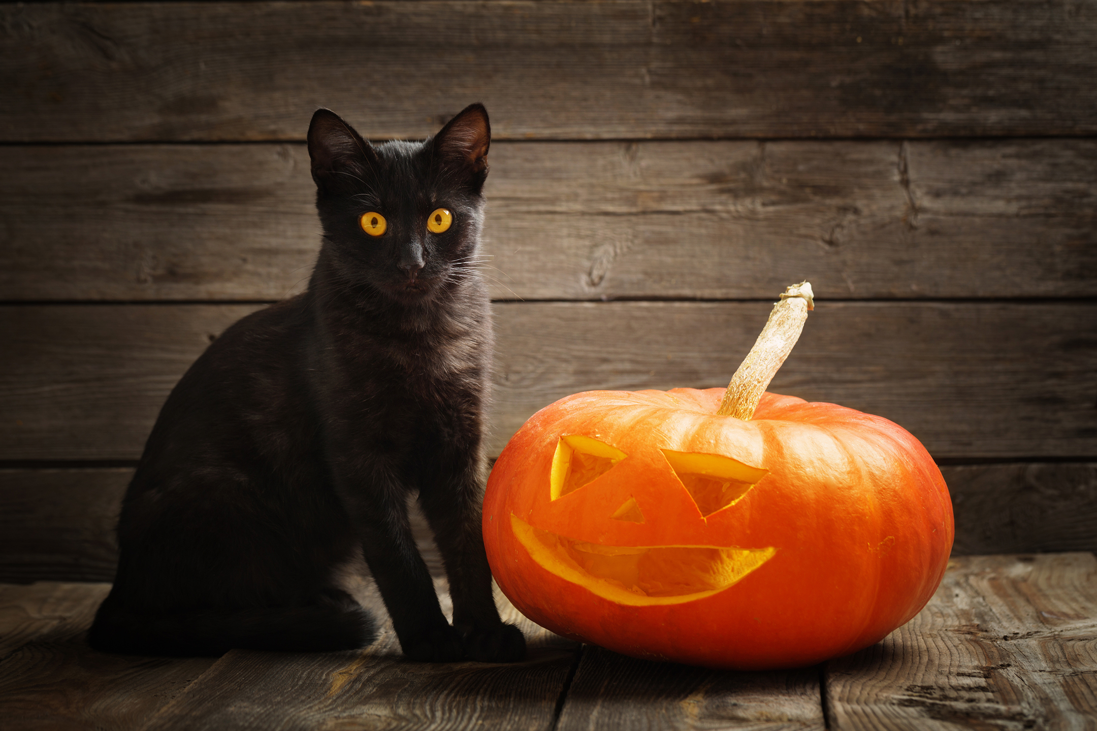 Seeing A Black Cat On Halloween