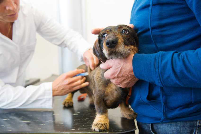 small dog on the veterinary table