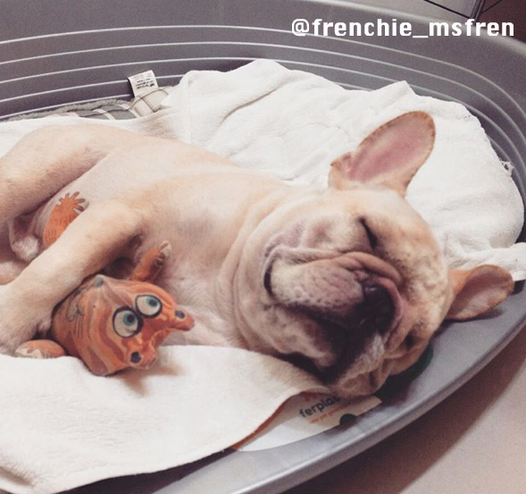 french bulldog dog sleeping inside ferplast siesta deluxe plastic dog bed