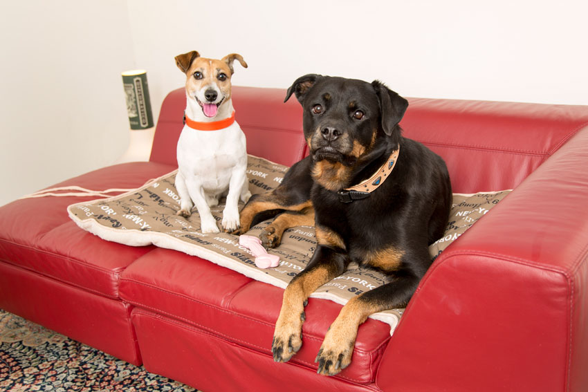 proteggere il cane dal freddo Jack Russell e Rottweiler sdraiati su coperta per cani Nanna F di Ferplast