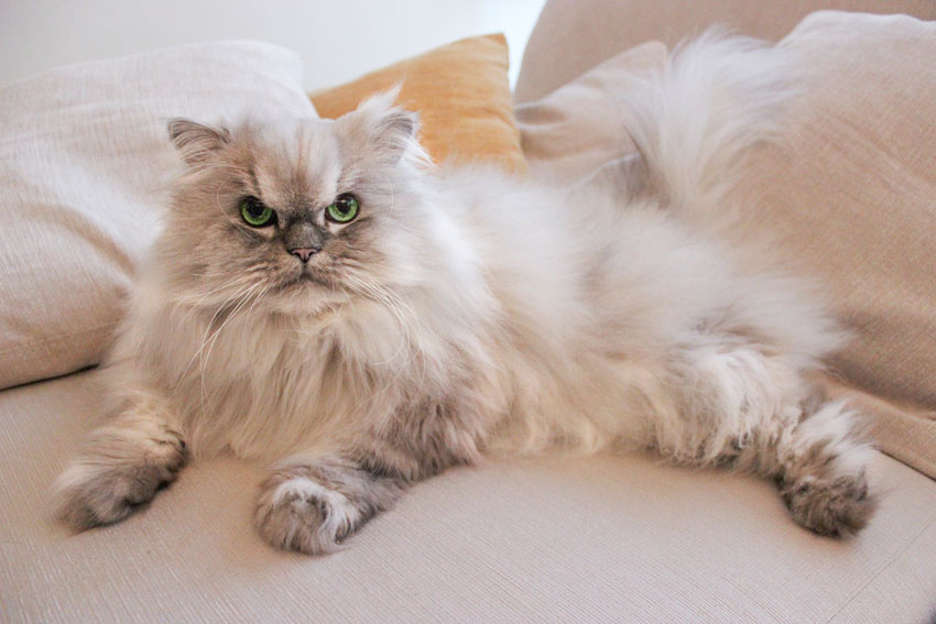 beautiful Persian Chinchilla cat comfortably lying on a sofa