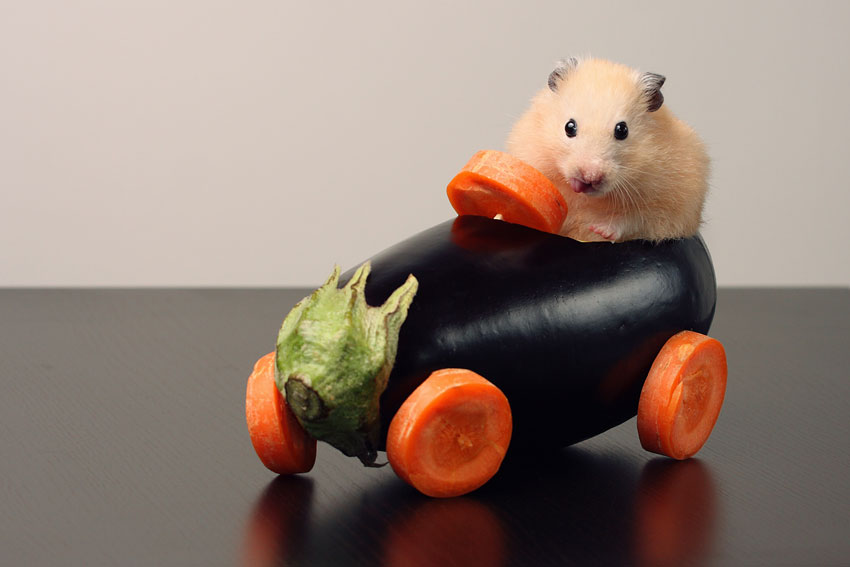 Um hamster dentro uma automóvel feito de vegetais