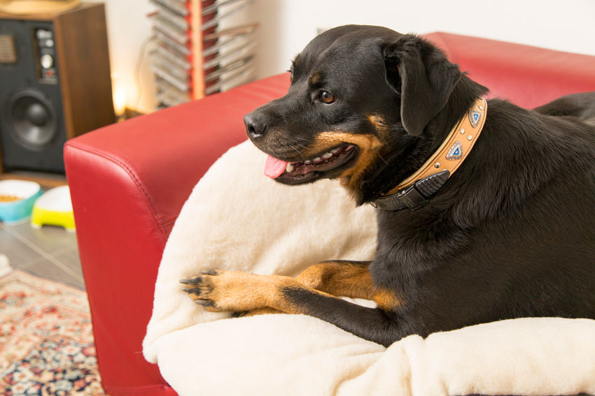 dog-Rottweiler-cushion-Relax-Ferplast-sofa
