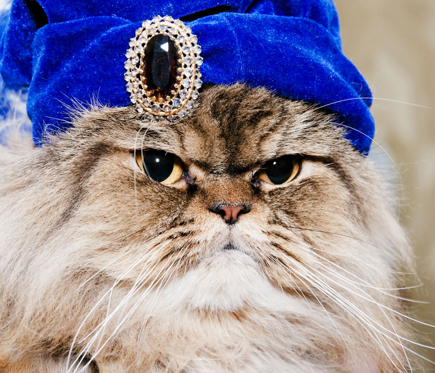 Persian cat with a blue turban and a severe look