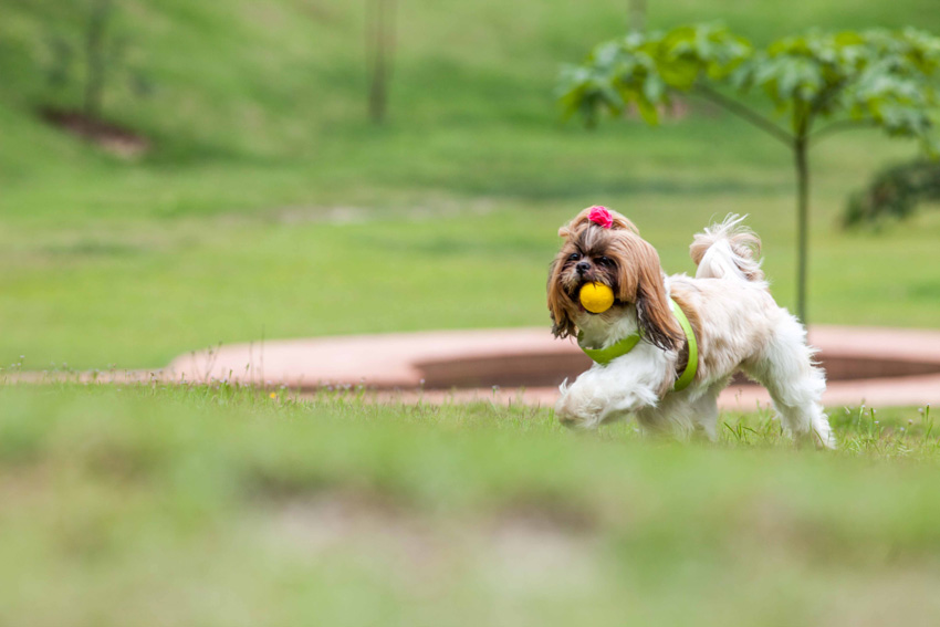 cachorra Bombom com peitoral Ergoflex da Ferplast em hotel pet friendly Unique Garden