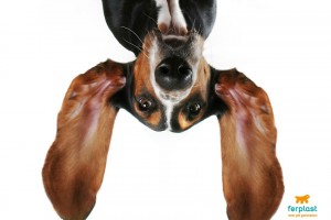 Come pulire le orecchie al cane | i consigli di MeetMyPet